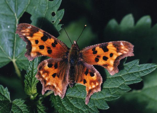 Photo of Polygonia satyrus by james miskelly